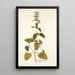 Stachys canariensis - Nikolaus Joseph Freiherr von Jacquin — cuadro enmarcado en la pared