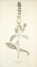 Stachys lanata - Nikolaus Joseph Freiherr von Jacquin — vista de la obra