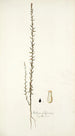 Stellera passerina - Nikolaus Joseph Freiherr von Jacquin — artwork view
