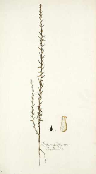 Nikolaus Joseph Freiherr von Jacquin - Stellera passerina.webp