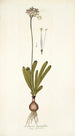 Strumaria linguaefolia - Nikolaus Joseph Freiherr von Jacquin — vista de la obra