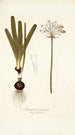 Strumaria truncata - Nikolaus Joseph Freiherr von Jacquin — artwork view
