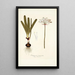Strumaria truncata - Nikolaus Joseph Freiherr von Jacquin — framed artwork on a wall