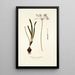Strumaria undulata - Nikolaus Joseph Freiherr von Jacquin — framed artwork on a wall
