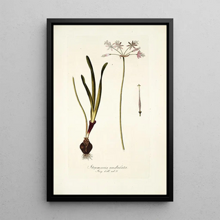 Nikolaus Joseph Freiherr von Jacquin - Strumaria undulata.webp