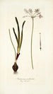 Strumaria undulata - Nikolaus Joseph Freiherr von Jacquin — artwork view