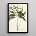 Tabernaemontana persicariaefolia - Nikolaus Joseph Freiherr von Jacquin — framed artwork on a wall