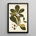 Terminalia catappa - Nikolaus Joseph Freiherr von Jacquin — framed artwork on a wall