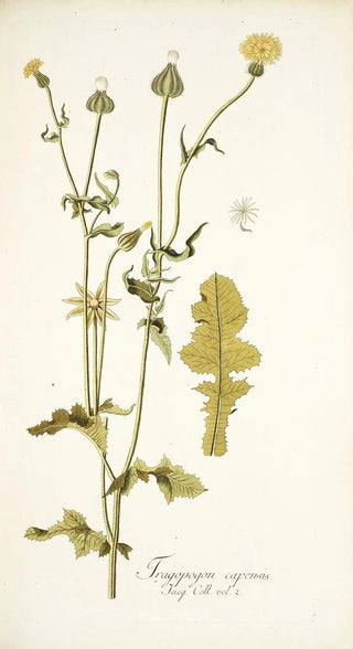 Nikolaus Joseph Freiherr von Jacquin - Thagopogon capensis.webp