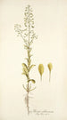 Thlaspi alliaceum - Nikolaus Joseph Freiherr von Jacquin — vista de la obra