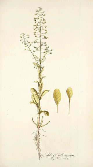 Nikolaus Joseph Freiherr von Jacquin - Thlaspi alliaceum.webp