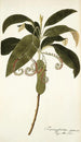 Tournefortia cymosa - Nikolaus Joseph Freiherr von Jacquin — vista de la obra