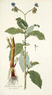 Tradescantia erecta - Nikolaus Joseph Freiherr von Jacquin — vista de la obra