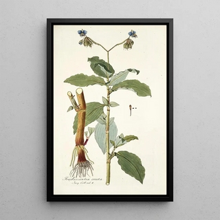 Nikolaus Joseph Freiherr von Jacquin - Tradescantia erecta.webp