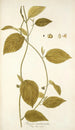Tragia involucrata - Nikolaus Joseph Freiherr von Jacquin — artwork view