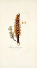Tremella clavariaeformis - Nikolaus Joseph Freiherr von Jacquin — vista de la obra