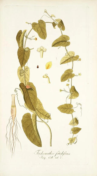 Nikolaus Joseph Freiherr von Jacquin - Trichosanthes foetidissima.webp