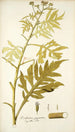 Verbesina gigantea - Nikolaus Joseph Freiherr von Jacquin — artwork view