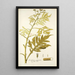 Verbesina gigantea - Nikolaus Joseph Freiherr von Jacquin — framed artwork on a wall