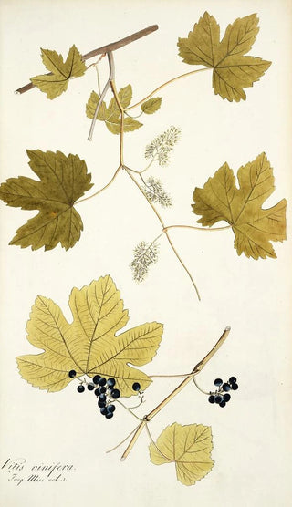 Nikolaus Joseph Freiherr von Jacquin - Vitis vinifera.webp