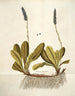 Wulfenia carinthiaca - Nikolaus Joseph Freiherr von Jacquin — vista de la obra
