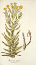 Xeranthemum fulgidum - Nikolaus Joseph Freiherr von Jacquin — artwork view