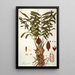 Zamia integrifolia - Nikolaus Joseph Freiherr von Jacquin — cuadro enmarcado en la pared