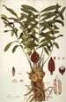 Zamia integrifolia - Nikolaus Joseph Freiherr von Jacquin — vista de la obra