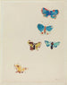 Cinco mariposas - Odilon Redon — vista de la obra
