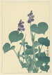 Hosta en flor - Ohara Koson — vista de la obra