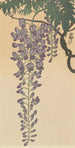 Glycine en flor - Ohara Koson — vista de la obra
