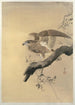 Faucon - Ohara Koson — vista de la obra