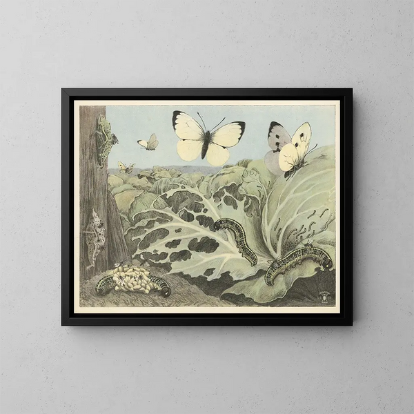 Butterfly Painting - Oluf August Hermansen — framed artwork on a wall