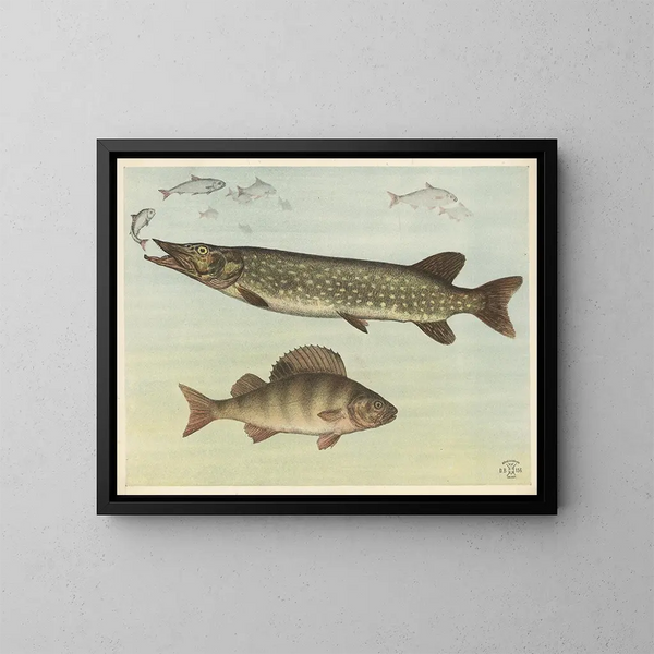 Freshwater Fish - Oluf August Hermansen — framed artwork on a wall