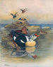 Eider à tête grise II - Otto Murray Dixon — vista de la obra