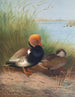 Fuligule milouin à crête rouge - Otto Murray Dixon — vista de la obra
