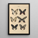 Papillons exotiques Pl003 - Otto Staudinger — cuadro enmarcado en la pared