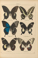 Papillons exotiques Pl004 - Otto Staudinger — vista de la obra