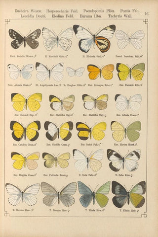 Otto Staudinger - Exotische schmetterlinge Pl016.webp