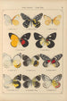 Papillons exotiques Pl019 - Otto Staudinger — vista de la obra