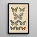 Exotic butterflies painting Pl024 - Otto Staudinger — framed artwork on a wall