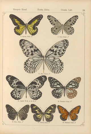 Otto Staudinger - Exotische schmetterlinge Pl024.webp