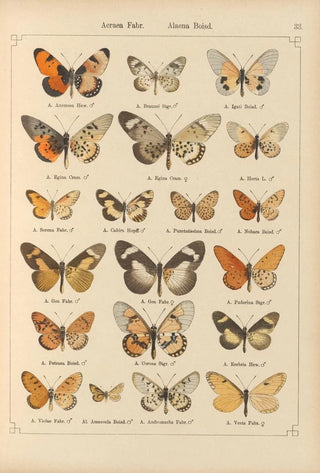 Otto Staudinger - Exotische schmetterlinge Pl033.webp
