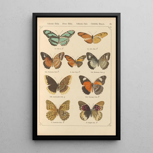 Exotic butterflies painting Pl034 - Otto Staudinger — framed artwork on a wall