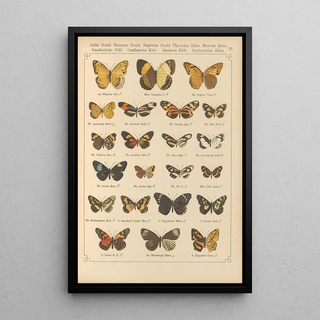 Otto Staudinger - Exotische schmetterlinge Pl036.webp