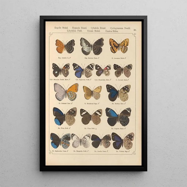 Exotic butterflies painting Pl040 - Otto Staudinger — framed artwork on a wall