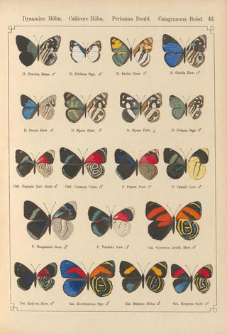 Otto Staudinger - Exotische schmetterlinge Pl042.webp