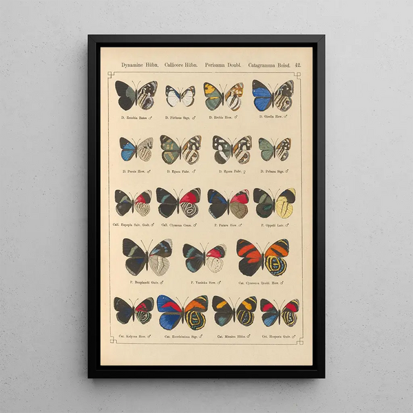Exotic butterflies painting Pl042 - Otto Staudinger — framed artwork on a wall