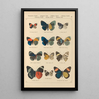 Otto Staudinger - Exotische schmetterlinge Pl043.webp