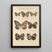de mariposas exóticas Pl048 - Otto Staudinger — cuadro enmarcado en la pared